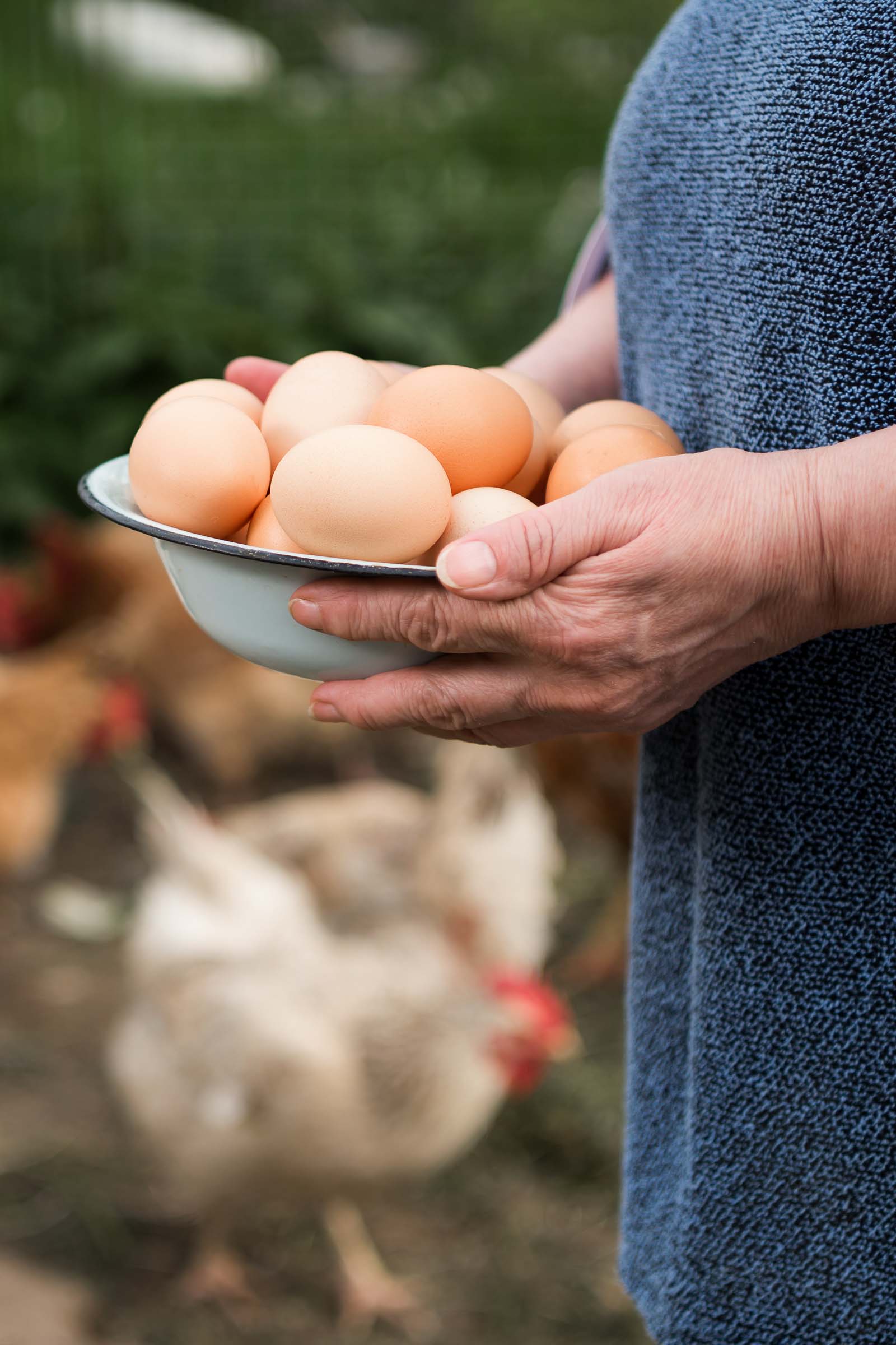 Person choosing eggs, holding a bowl of fresh ones with chickens in the background.