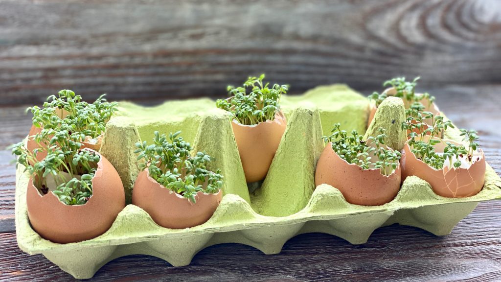 Eggshells filled with sprouting green plants, showcasing the surprising uses of everyday items, are neatly placed in a recycled egg carton on a wooden surface.